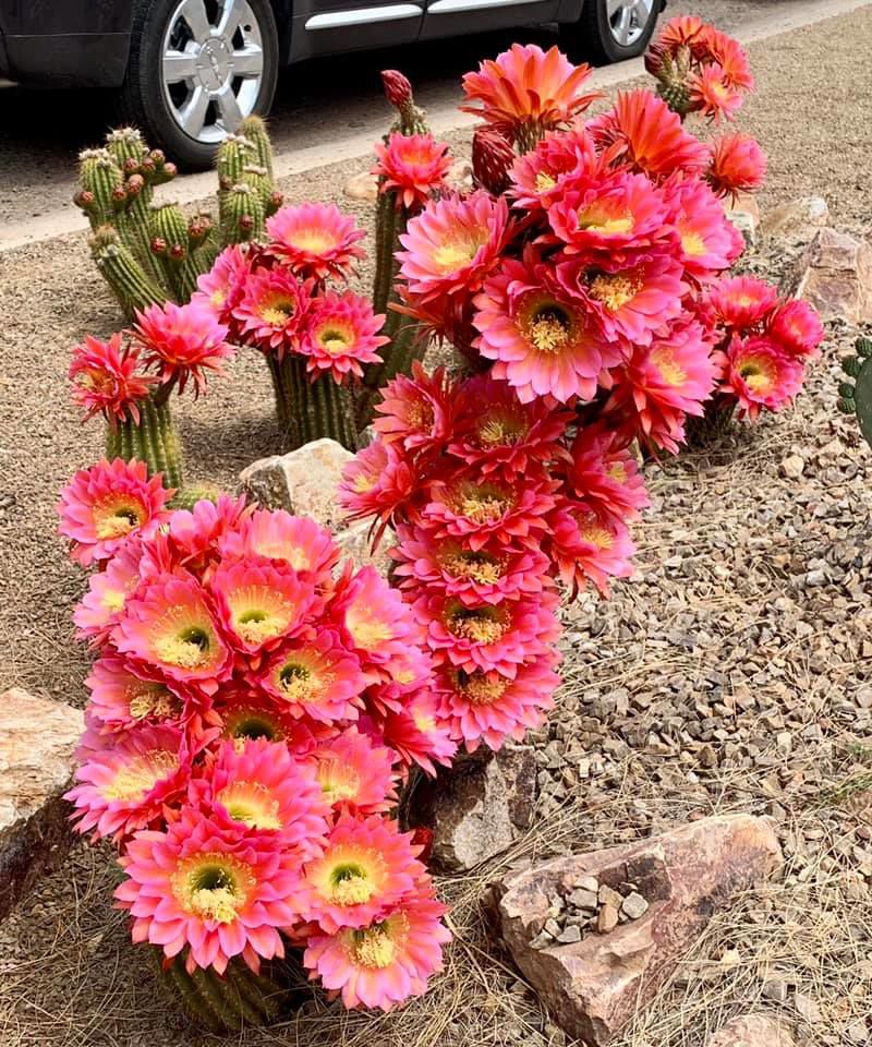 Cactus blooms